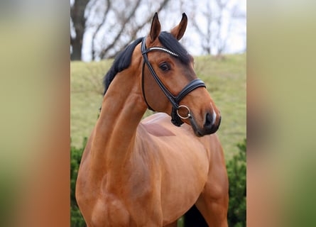 caballos del zorro elegancia y fuerza en el campo 3
