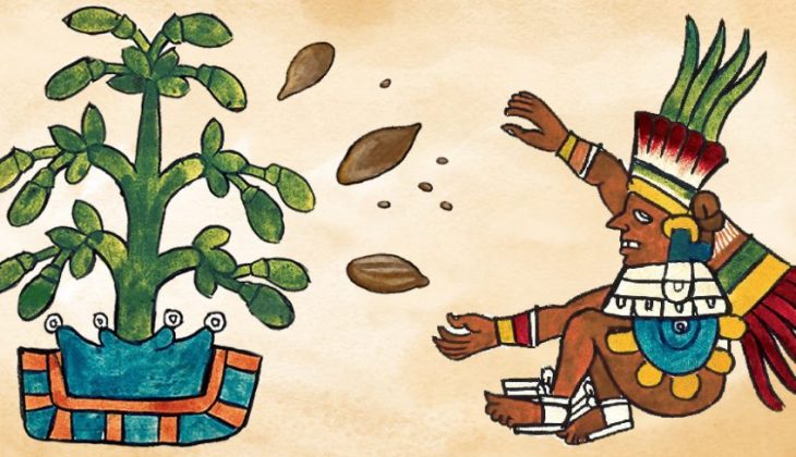 Cuál es la historia y beneficios del chocolate 2 cacaos concepto origen historia y propiedades del cacao 1