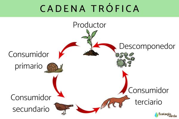 Cadena trófica: concepto, tipos, características y ejemplos 2 cadena trofica concepto tipos caracteristicas y ejemplos
