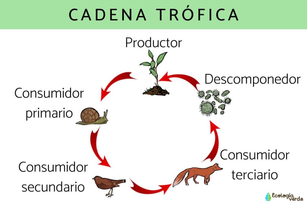 cadenas troficas definicion concepto y su importancia