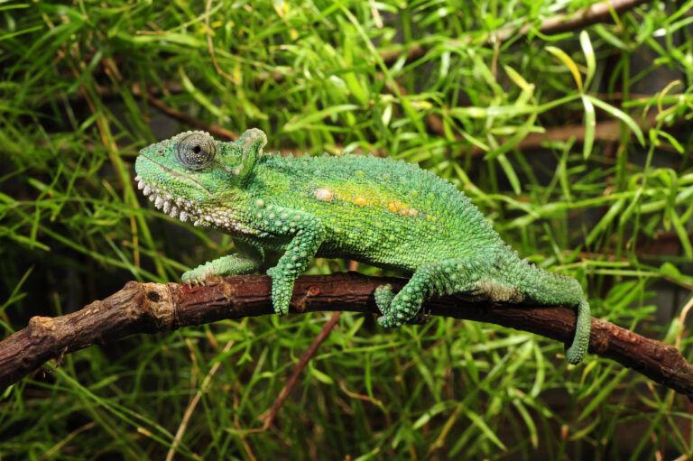 camaleon caracteristicas de los animales y su adaptabilidad