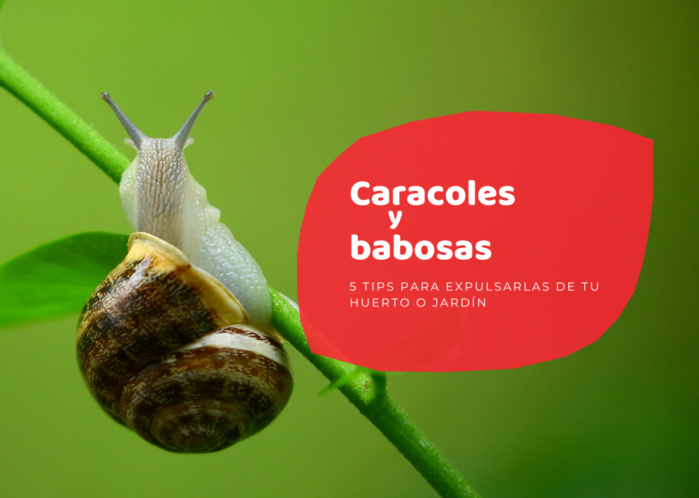 Caracoles: Qué es, usos, definición y concepto clave 2 caracoles que es usos definicion y concepto clave