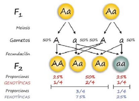 caracter recesivo definicion concepto y ejemplos clave