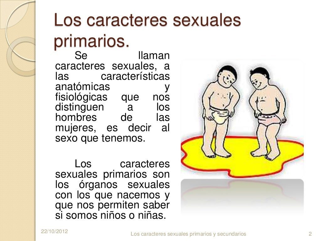 Caracteres sexuales primarios: clave para el desarrollo humano 2 caracteres sexuales primarios clave para el desarrollo humano