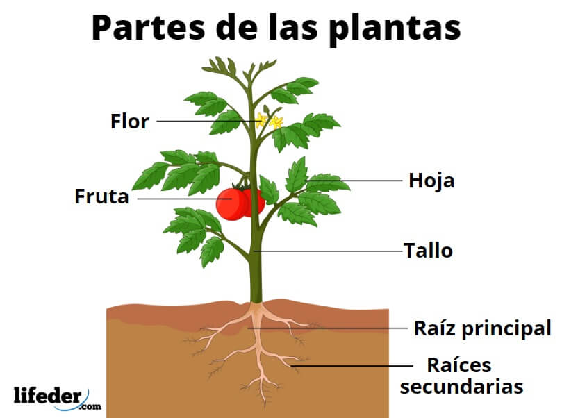 Características de las plantas: todo lo que necesitas saber 2 caracteristicas de las plantas todo lo que necesitas saber