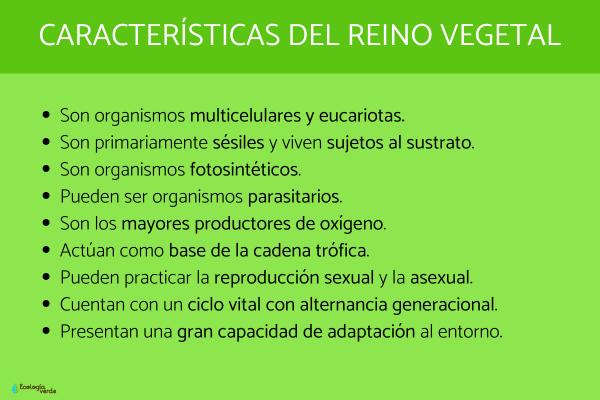 Características del Reino Vegetal: Definición y Tipos 2 caracteristicas del reino vegetal definicion y tipos 1
