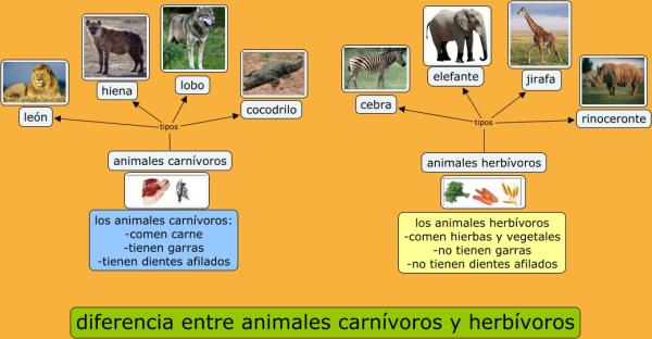 carnivoro concepto tipos y caracteristicas en animales