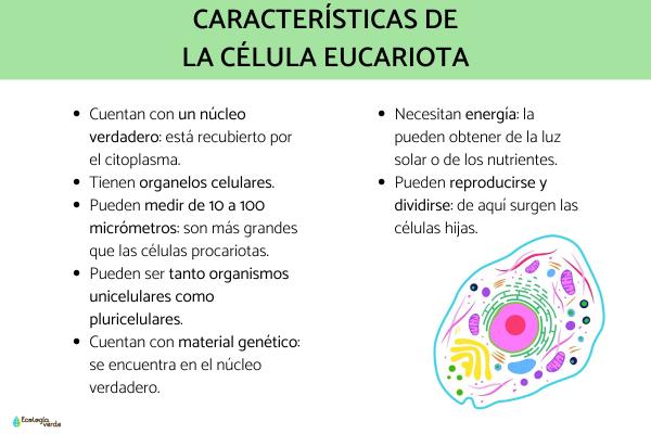 celula eucariota concepto tipos funciones y estructura 1