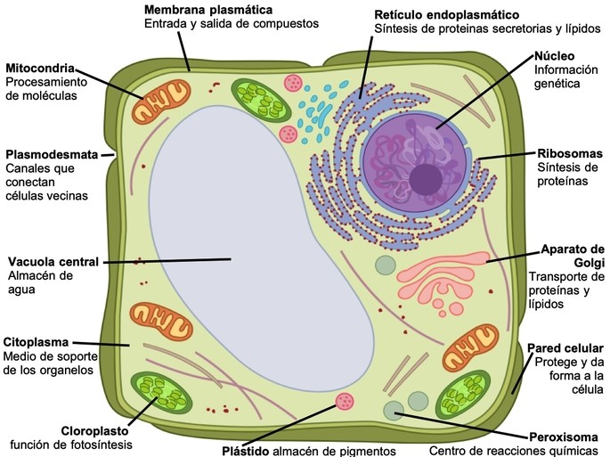 Célula Vegetal: Concepto, Tipos, Partes y Funciones Clave 2 celula vegetal concepto tipos partes y funciones clave