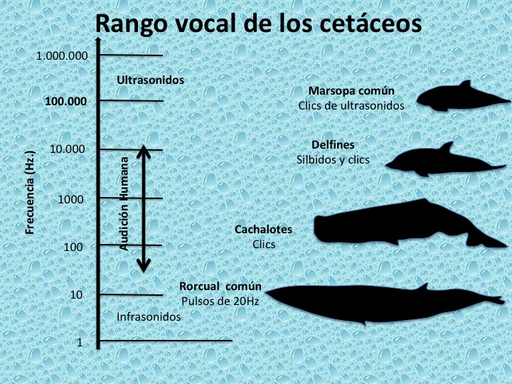 cetaceo definicion concepto y caracteristicas clave 2