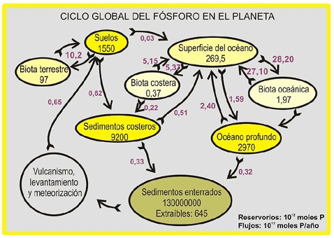 Ciclo del fósforo: Comprendiendo el ciclo del fosforo 2 ciclo del fosforo comprendiendo el ciclo del fosforo 1