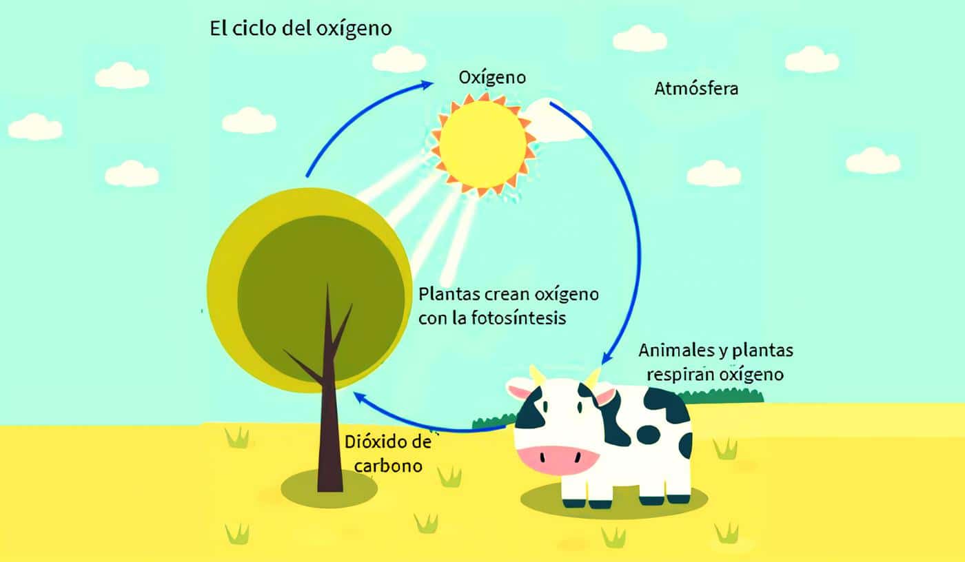 ciclo del oxigeno importancia y procesos en la naturaleza