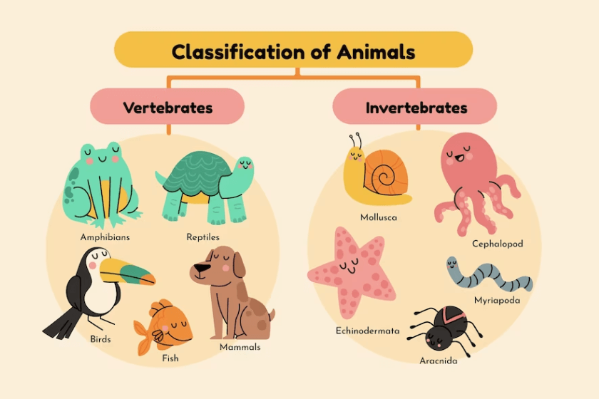 Clasificación de los Animales Invertebrados: 70 Ejemplos 2 clasificacion de los animales invertebrados 70 ejemplos