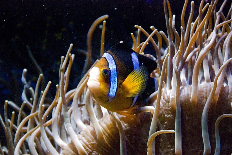 comensalismo ejemplos y casos notables en la naturaleza 3