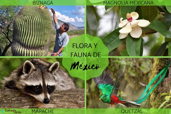 Cómo es la diversidad de flora y fauna en nuestro entorno 2 como es la diversidad de flora y fauna en nuestro entorno 3