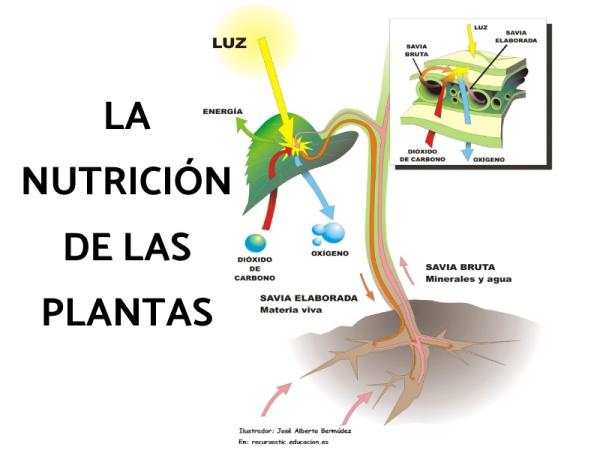 como se alimentan las plantas sus fuentes y procesos
