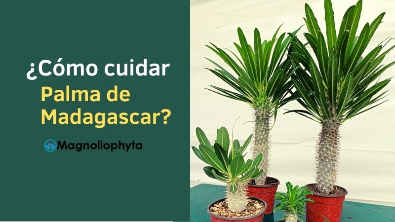 como se escribe correctamente zotehuela me das ejemplos 1