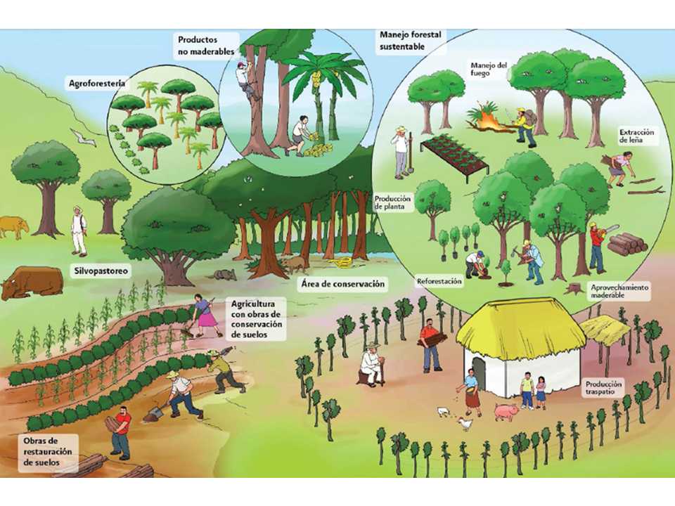 COMUNIDAD RURAL y URBANA: Clave para el DESARROLLO SOSTENIBLE