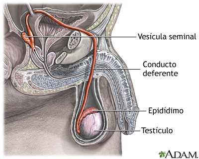 conducto que expulsa espermatozoides y su almacenamiento