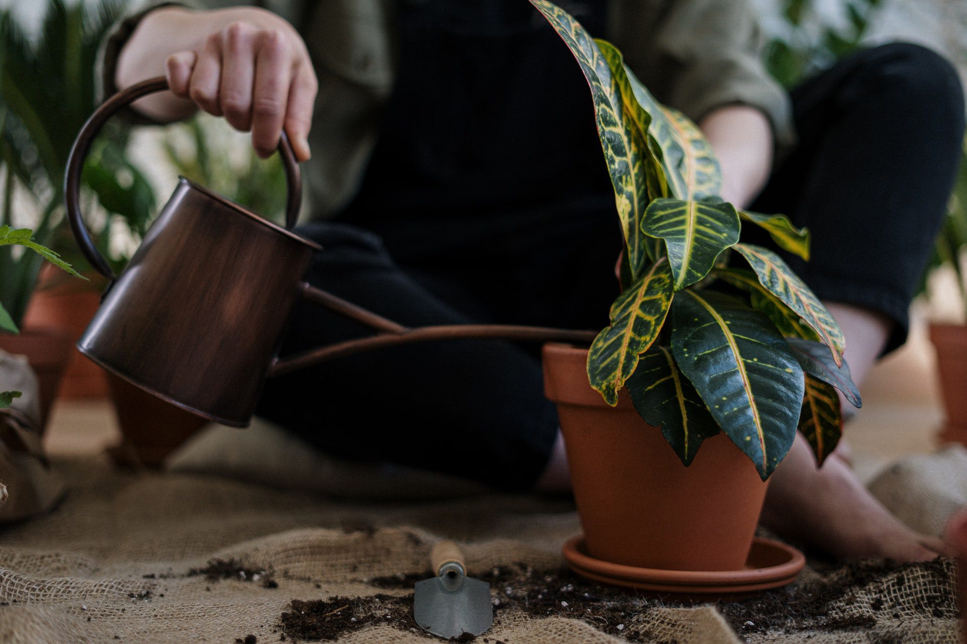 Conoce cómo cuidar plantas y la naturaleza de forma fácil y efectiva 2 conoce como cuidar plantas y la naturaleza de forma facil y efectiva