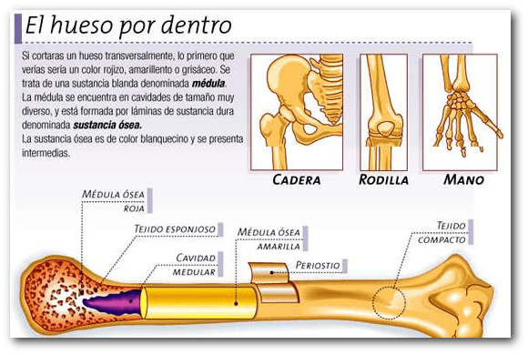 Conoce cómo funciona el espacio hueco en el interior de un cuerpo 2 conoce como funciona el espacio hueco en el interior de un cuerpo