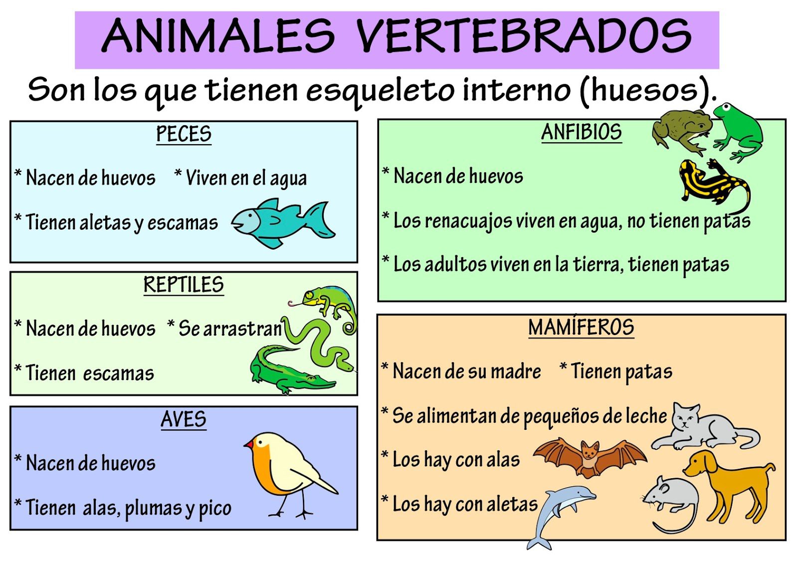 conoce como se clasifican los animales de forma sencilla y divertida