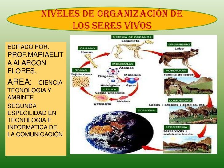 Conoce cómo se organizan los seres vivos: Guía completa y práctica 2 conoce como se organizan los seres vivos guia completa y practica