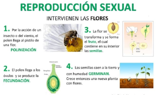 conoce ejemplos ilustrativos de plantas sexuales y