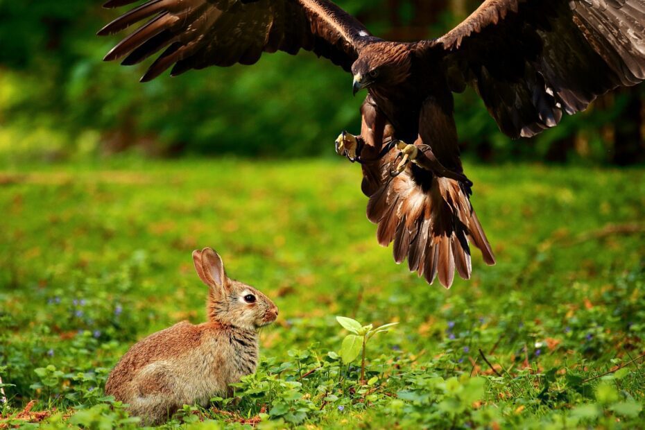 conoce el increible mundo de los animales heterotrofos
