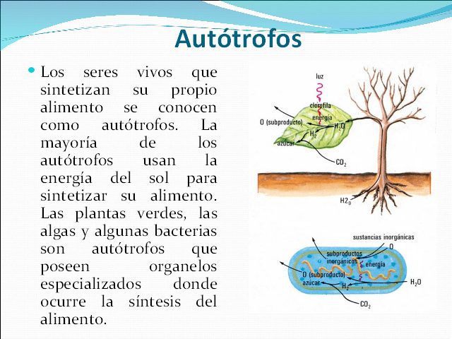 Conoce el papel clave de los organismos aut贸trofos en el ecosistema 2 conoce el papel clave de los organismos autotrofos en el ecosistema