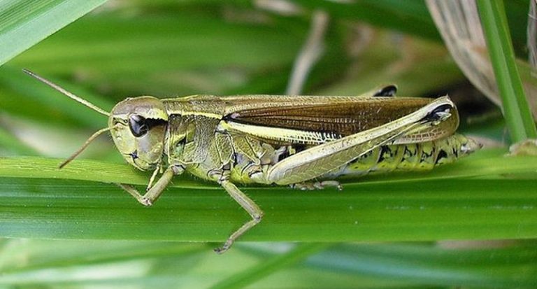 conoce el sorprendente mundo del saltamontes colorado caracteristicas habitat y comportamiento