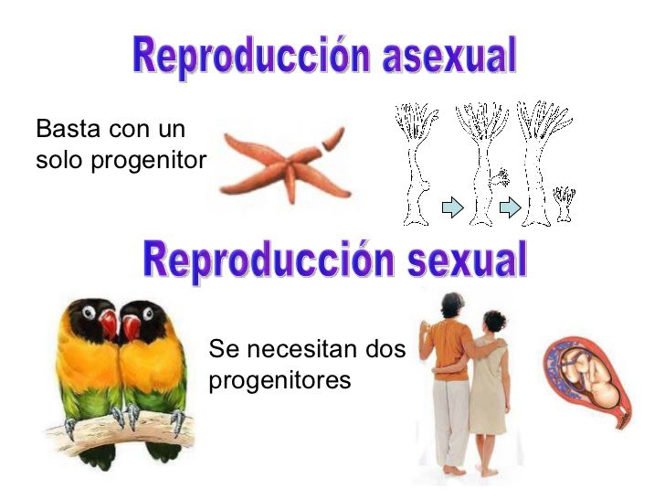 conoce la asexual reproduccion importancia y formas