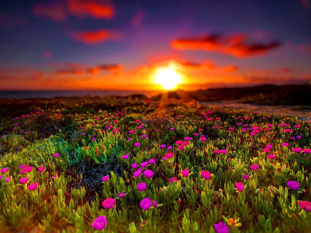 conoce la belleza natural de las plantas al amanecer trucos y consejos
