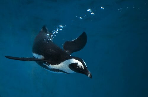 conoce la belleza y habilidades acuaticas de los animales nadadores