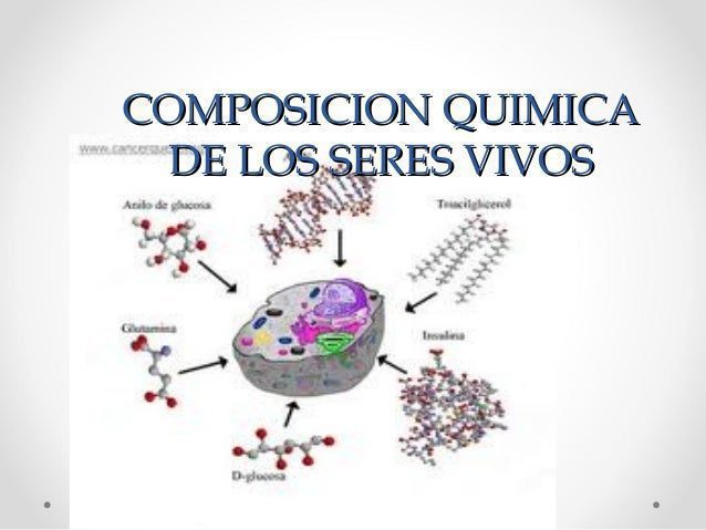 Conoce la composición vital: de qué están hechos los seres vivos 2 conoce la composicion vital de que estan hechos los seres vivos
