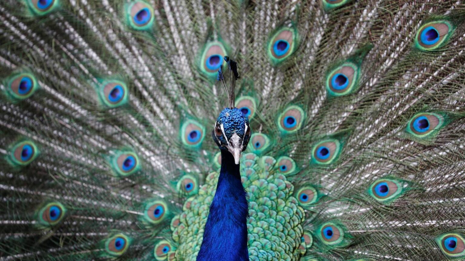 conoce la conoce diversidad de animales que tienen plumas