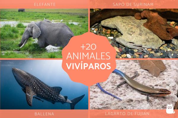 Conoce la Conoce reproducción vivípara en el reino animal 2 conoce la conoce reproduccion vivipara en el reino animal