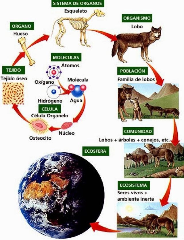 conoce la importancia de la organizacion de los seres vivos