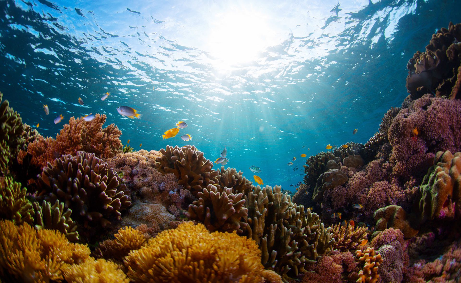 Conoce la maravilla de los océanos: características y biodiversidad 2 conoce la maravilla de los oceanos caracteristicas y biodiversidad