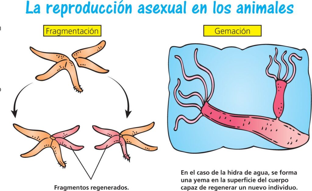 Conoce la reproducción asexual en animales: un estudio Conoce de adaptación en la naturaleza 2 conoce la reproduccion asexual en animales un estudio conoce de adaptacion en la naturaleza
