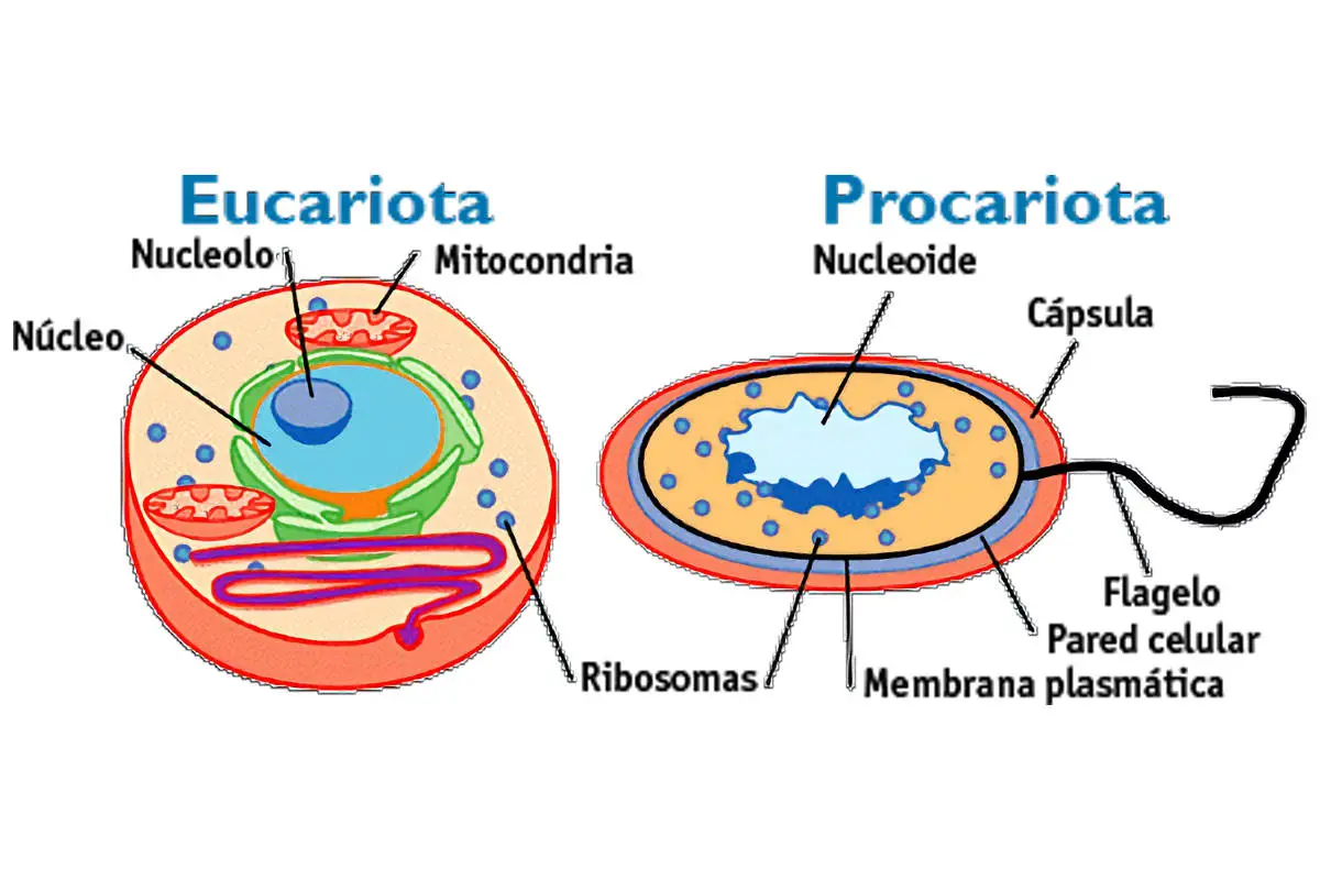 conoce las diferencias entre celulas procariontes y eucariontes