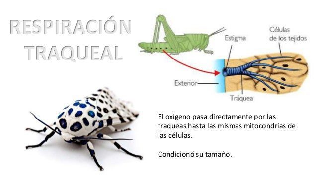 Conoce los mejores animales con respiración traqueal 2 conoce los mejores animales con respiracion traqueal
