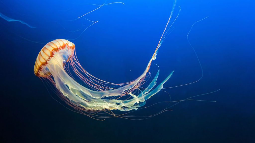 conoce los mejores animales que respiran por la piel