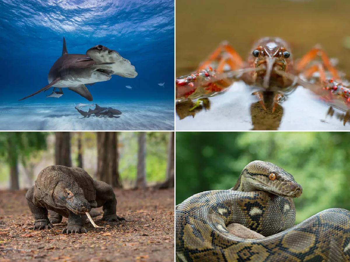 conoce los mejores animales que se reproducen