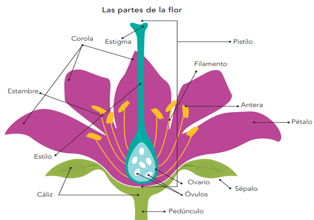 conoce los organos esenciales del sistema reproductor de las plantas