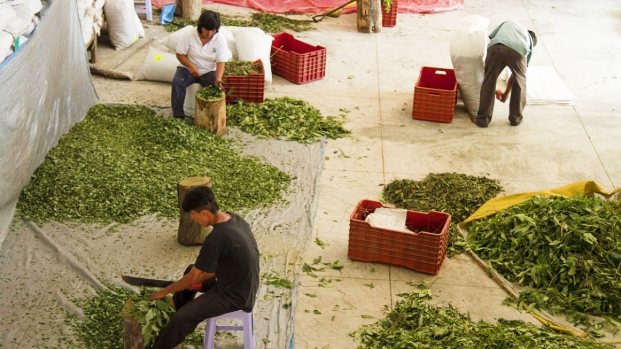 Conoce los secretos de la herbolaria mexica para una salud natural 2 conoce los secretos de la herbolaria mexica para una salud natural