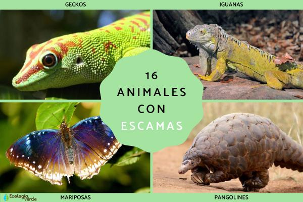 Conoce qué animales tienen escamas y conoce su Conoce mundo 2 conoce que animales tienen escamas y conoce su conoce mundo