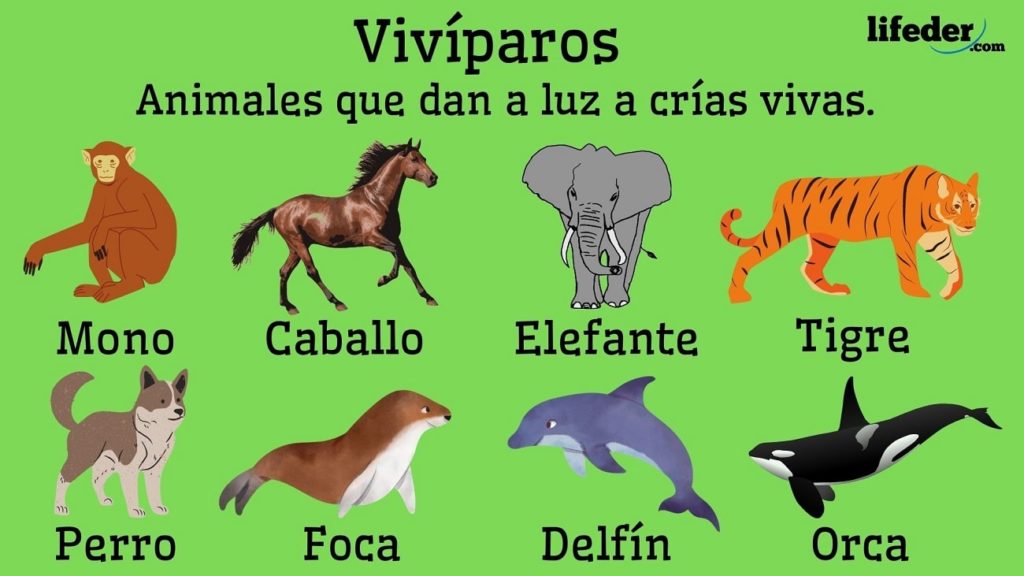 conoce que es un viviparo y su importancia en el reino animal