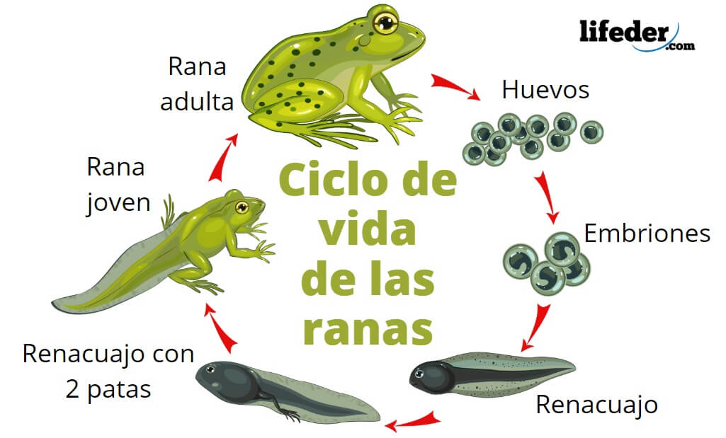 conoce si la rana es vivipara o ovipara todo lo que necesitas saber