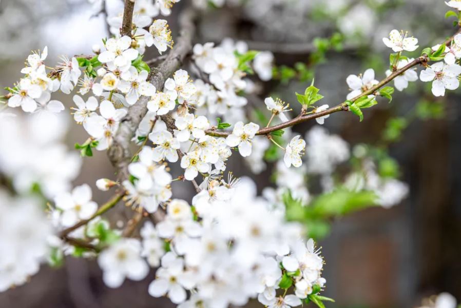 conoce todo sobre la primavera sus caracteristicas y significado